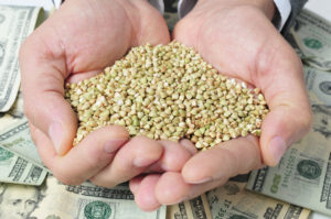 buckwheat seeds and dollar banknotes, depicting the agribusiness concept