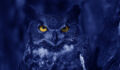 Watchful Blue Owl at night