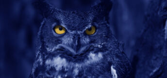 Watchful Blue Owl at night.