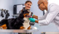 HarbourVest leads on $1bn single-asset CV for vet services company vet care, pet care, veterinarian, dog, bernese mountain dog