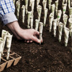 fundraising, planting money