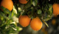 Orange tree