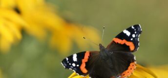 Image of a black, white, and orange colored butterfly on a yellow flower.